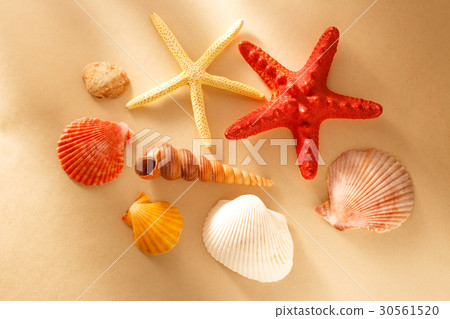 Collection of sea shells and stars Collection of sea shells and stars 30561520