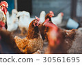 chicken on a farm nearby cock and ducks 30561695