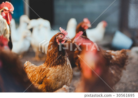 chicken on a farm nearby cock and ducks chicken on a farm nearby cock and ducks 30561695