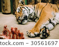 The tired Bengali tiger lies in a zoo 30561697