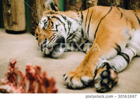 The tired Bengali tiger lies in a zoo 30561697