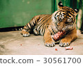 Bengal tiger  in a cage eating raw meat 30561700