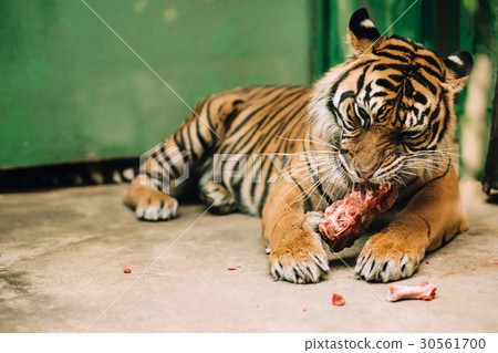 Bengal tiger in a cage eating raw meat Bengal tiger in a cage eating raw meat 30561700