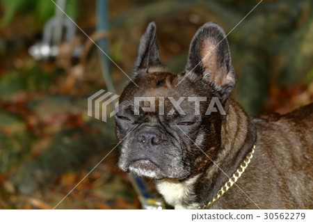 Pet dog: beware of ticks Pet dog: beware of ticks 30562279