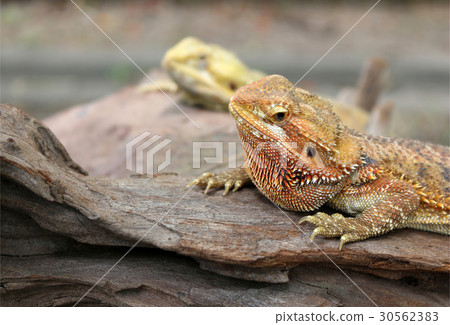 chameleon animal on the wood chameleon animal on the wood 30562383