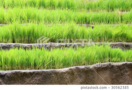 Jasmine rice layer field Jasmine rice layer field 30562385