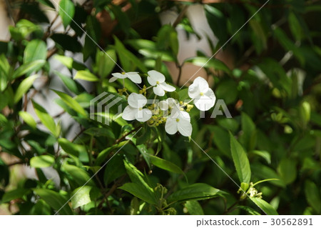 White Flower White Flower 30562891