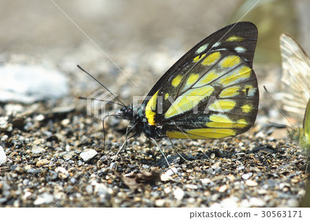 斑粉蝶 斑粉蝶 30563171