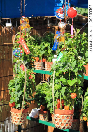 淺草梓城 30563562