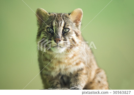 Natural monument cat Natural monument cat 30563827