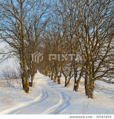 snow-covered field and trees in the snow snow-covered field and trees in the snow 30563959