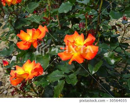 玫瑰的色彩鮮豔 30564035