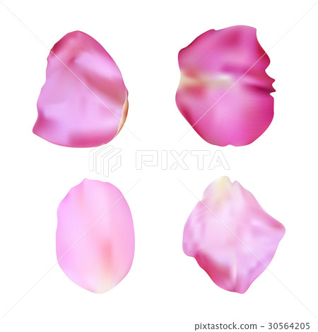 Pink rose petals set. Realistic vector 30564205