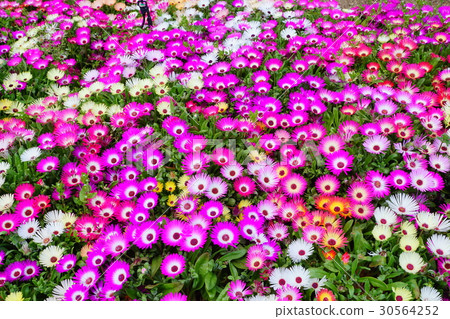 Livingston Daisy 30564252