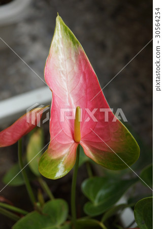 花燭 30564254