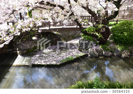 櫻花分散 30564335