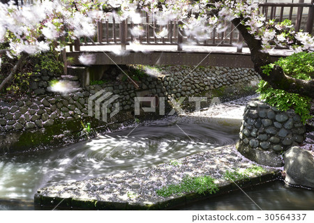 櫻花分散 30564337