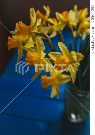 Yellow narcissus or daffodil flowers on blue Yellow narcissus or daffodil flowers on blue 30564396
