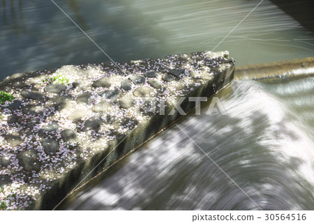 櫻花分散 30564516