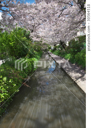 櫻花分散 30564518