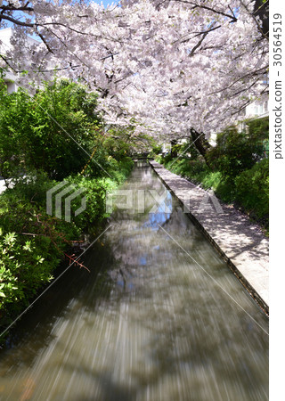 櫻花分散 30564519