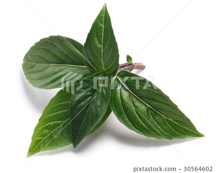 Thai Holy Basil fresh leaves, paths 30564602