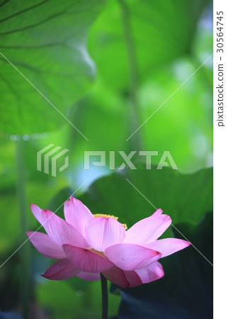 Lotus leaf lotus Lotus leaf lotus 30564745