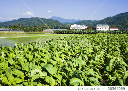 tobacco field tobacco field 30564969