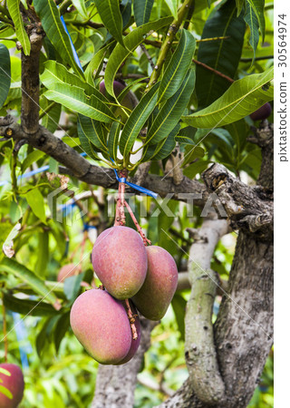 close up of mango fruit on a mango tree 30564974