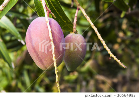 close up of mango fruit on a mango tree 30564982