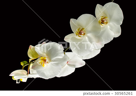 White orchid isolated on black. White orchid isolated on black. 30565261