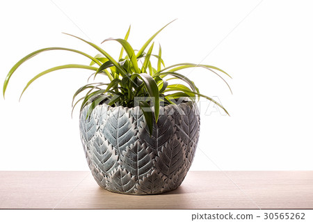 Houseplant isolated on white background Houseplant isolated on white background 30565262