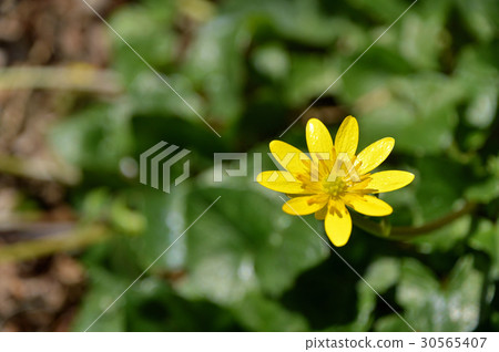 Himekyukinka (Princess Shinkin flower) Himekyukinka (Princess Shinkin flower) 30565407