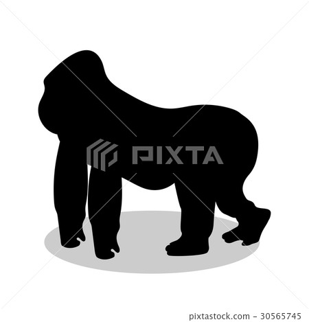 Gorilla monkey primate black silhouette animal 30565745