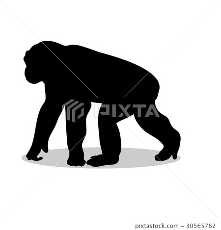 Chimpanzee monkey primate black silhouette animal 30565762