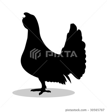 Capercaillie bird  black silhouette animal 30565787