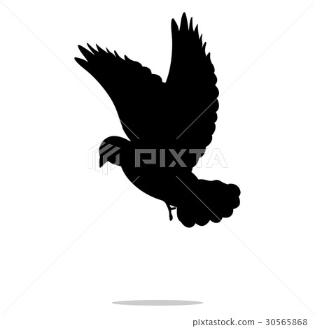 Pigeon bird black silhouette animal Pigeon bird black silhouette animal 30565868