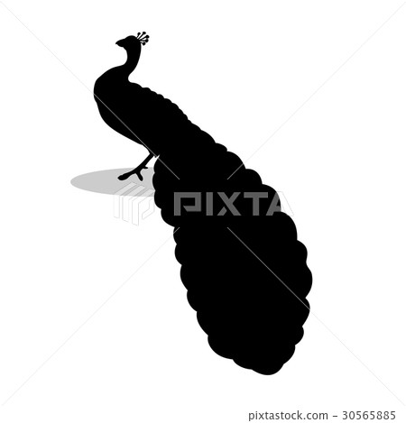 Peacock bird black silhouette animal Peacock bird black silhouette animal 30565885