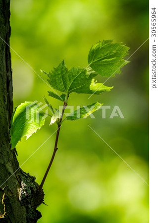 Harmonious forest detail, with plane leaves Harmonious forest detail, with plane leaves 30565964