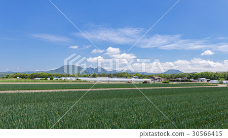 Onion field Onion field 30566415