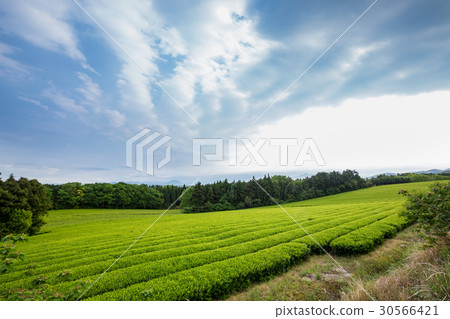 Tea plantation 30566421