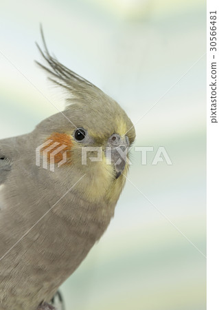 玄鳳鸚鵡 玄鳳鸚鵡 30566481
