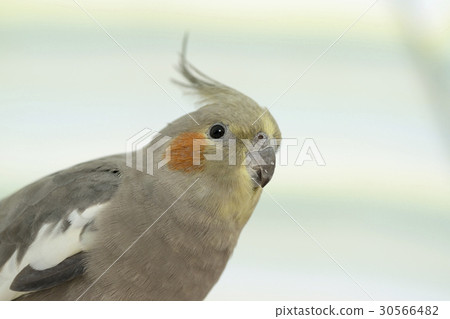玄鳳鸚鵡 玄鳳鸚鵡 30566482