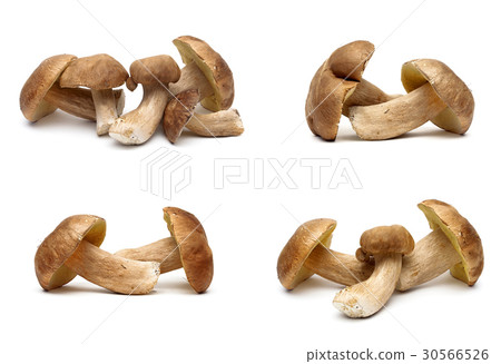 Forest mushrooms isolated on white background. 30566526