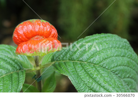 Psychotoria · peppiguiana Psychotoria · peppiguiana 30566870