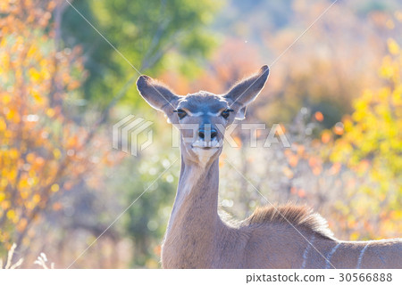 Cute elegant Kudu female head close up 30566888