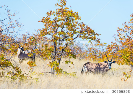 Oryx hiding in the bush Oryx hiding in the bush 30566898