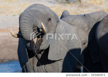 African Elephant  30566951