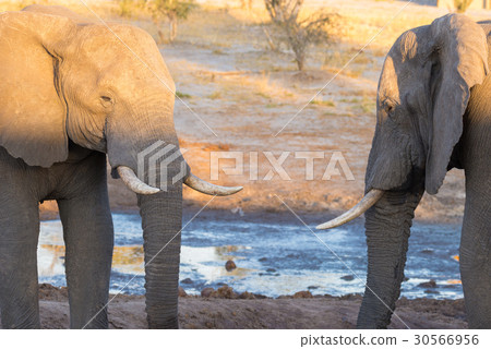 African Elephant African Elephant 30566956