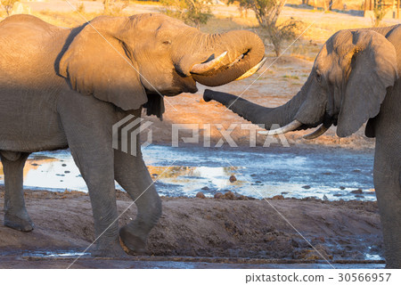 African Elephant  30566957